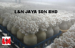 Misting system for mushroom plant